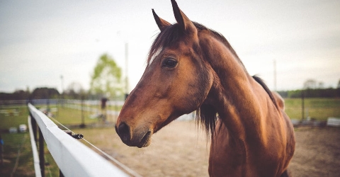 Spirit het paard