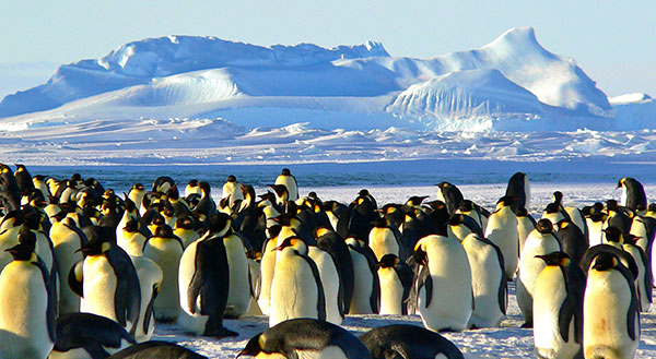 groep pinguïns