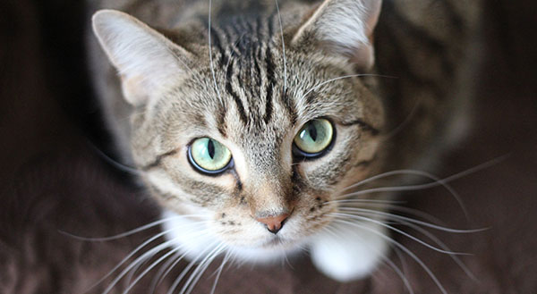 Moederland Afname Tapijt Spreekbeurt over katten, alles wat je moet weten!