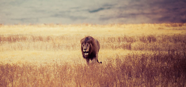 leeuw savanne