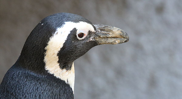 pinguïn close up