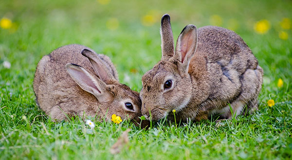 schattige konijnen
