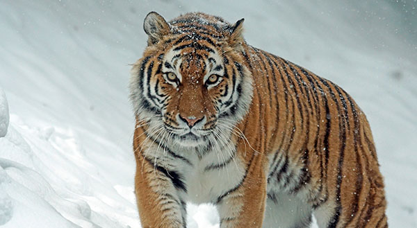 tijger sneeuw