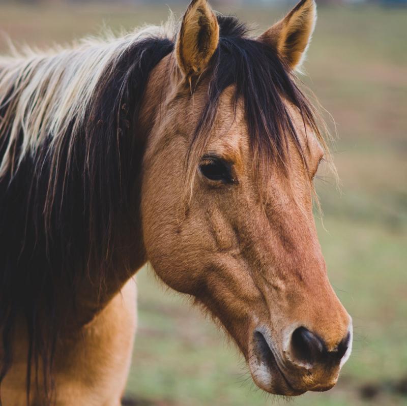 Spreekbeurt Paarden