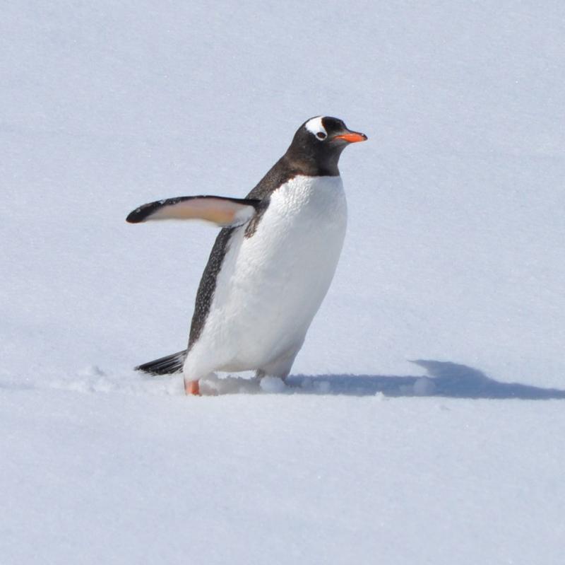 Spreekbeurt Pinguïns